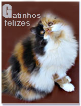 Feline Shop - Felicidade dos gatinhos!